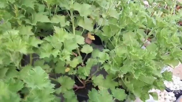 Спасаю антуриум!... и себя. смотреть онлайн