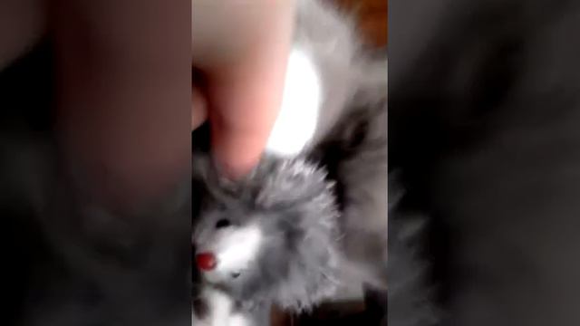 Маленькая , красивая кошка которая получила премию за грациозность смотреть онлайн
