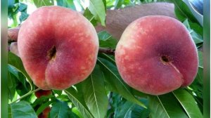 Лучшие сорта персиков из нашего каталога!