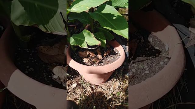 Comment gagner de l'argent avec le CANNA INDICA! смотреть онлайн