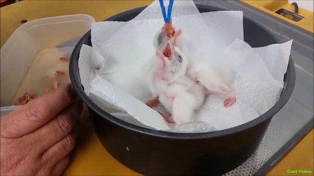 Кормление птенцов сокола (falcon chicks) смотреть онлайн