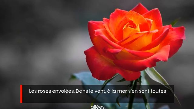 Les Roses de Saadi смотреть онлайн