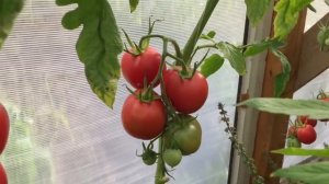 Томаты в августе. Томат Болгарское чудо.