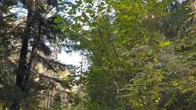 Красивое пение лесных птиц / Звуки леса для сна и отдыха