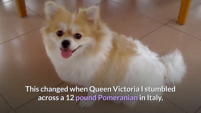 German Spitz vs Pomeranian: Which one would be better for you? смотреть онлайн