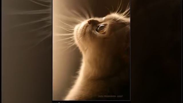 супер пупер мега котик!!! смотреть онлайн