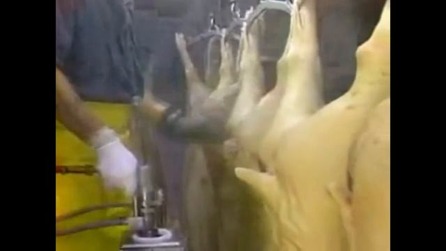 Устройство зачистки прямой кишки свиней смотреть онлайн
