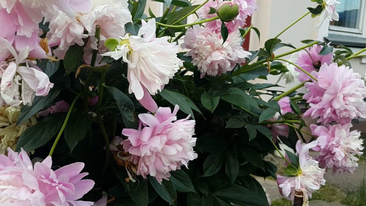 Цветы июня смотреть онлайн