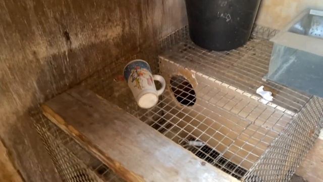 В вольер для содержания кроликов пришла весна. Содержание и размножение кроликов. Дачная Жизнь ТВ. смотреть онлайн