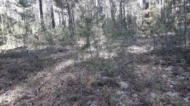 Ориентирование в лесу. Каким должен быть компас? смотреть онлайн