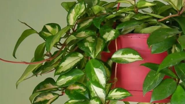 Почему не цветет хойя и что с этим делать? Как заставить зацвести хойю?