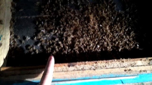 Гибель пчелосемьи=( . А моя ли вина? смотреть онлайн