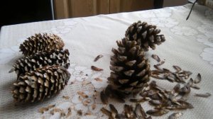 Как вырастить сосну и ель из семечки (шишек)