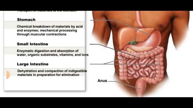 Digestive System Introduction in Hindi part 1 #edukatta #paramedical #nursing смотреть онлайн