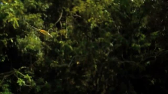 Летающий Дракон. Драконы существуют... Летающая ящерица. Это интересно знать! смотреть онлайн