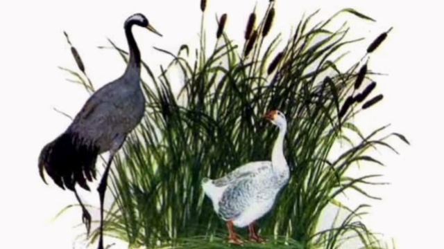 Константин Ушинский "Гусь и журавль". Читает Максимова Екатерина. смотреть онлайн