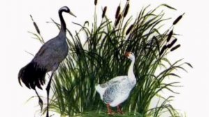 Константин Ушинский "Гусь и журавль". Читает Максимова Екатерина.