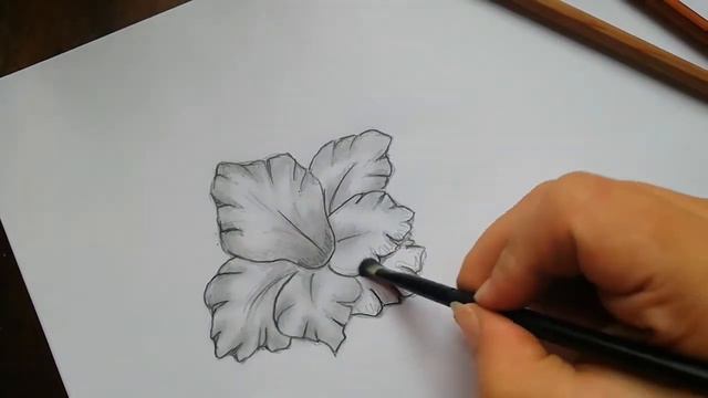 Gladiolus Drawing | Pencil Drawing смотреть онлайн