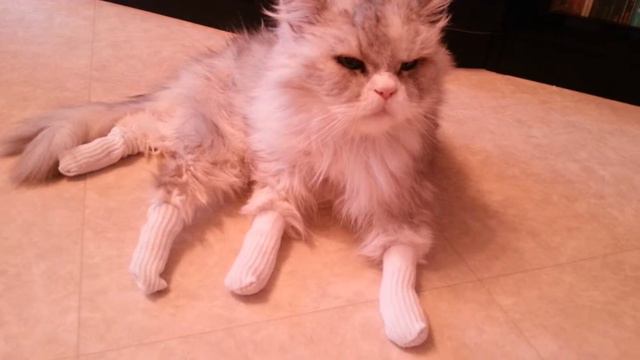 Кот в носках смотреть онлайн