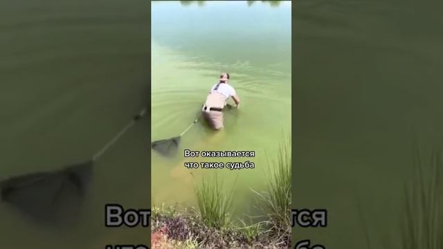 Видео,приколы,юмор,смех смотреть онлайн