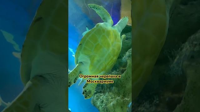 #москвариум #черепаха #океанариум #большаячерепаха #москва2023 #вднх смотреть онлайн