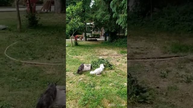 Вылазка в Лагодехи?? смотреть онлайн