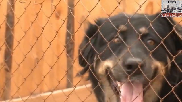 VS Волк против 10 различных пород собак, способны ли они его победить? смотреть онлайн