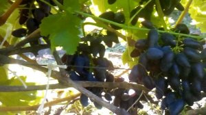 Виноград Викинг