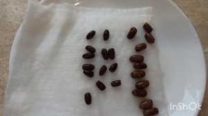 Выращивание глицинии зимующей Blue Moon из семян! Проще простого!