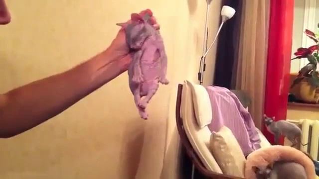 Усыпление Сфинкса смотреть онлайн