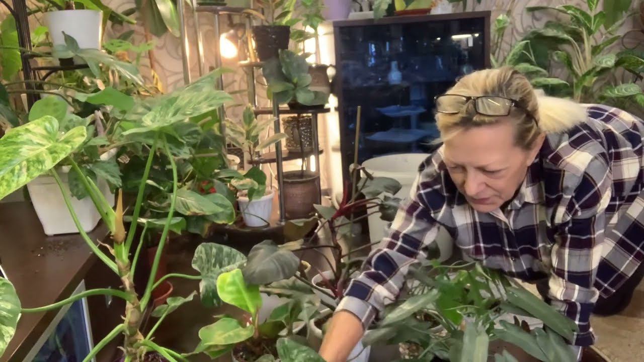 Филодендроны. Пересадка. ноябрь 2023 г. смотреть онлайн