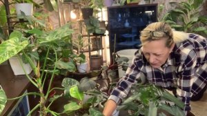 Филодендроны. Пересадка. ноябрь 2023 г.