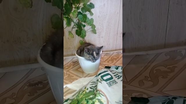 Цветокот-котоцвет смотреть онлайн