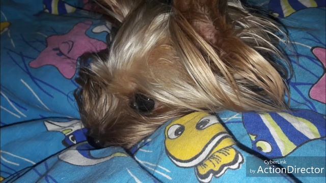 Сон моей собаки