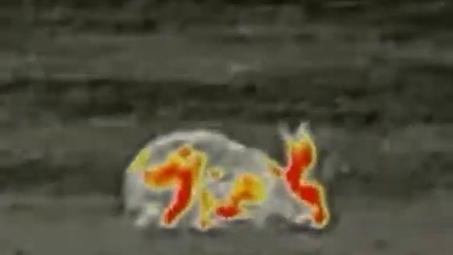 Зайчик Iray rico rl 42 30 метров смотреть онлайн