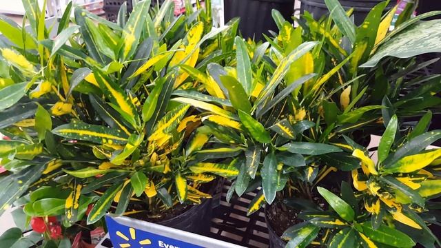 5 tips to take care of a Croton Plant | Donna Joshi смотреть онлайн