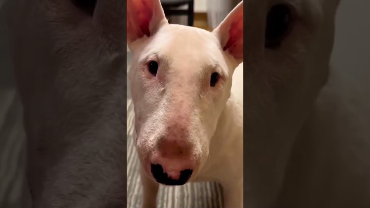 03.07.23 #bullterrier Masya. #бультерьер Мася.