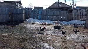 Чем лучше кормить коз: дробленкой или цельным зерном?