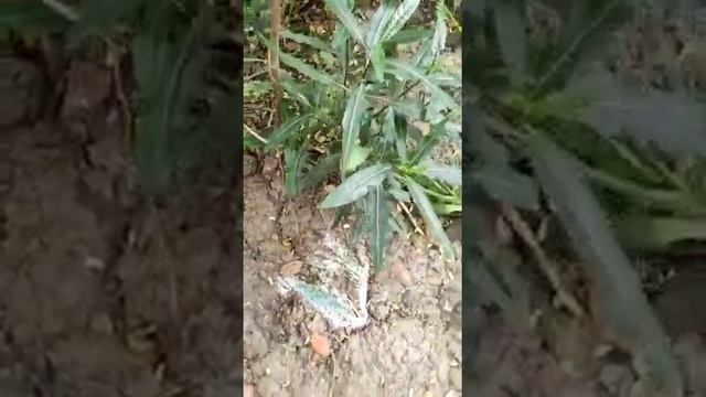 Ayapana Triplinervis# Vishalyakarani Tree#Eupatorium Ayapana#Eupatorium Triplinerve#Sanjeevani Boot смотреть онлайн