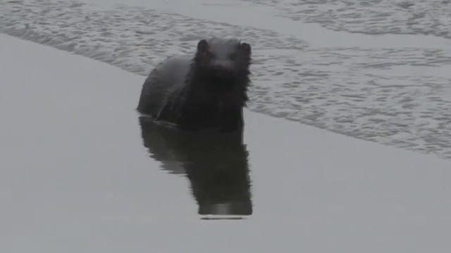 Не ондатра , не хорёк, а неведомый зверёк! Что за животное? смотреть онлайн