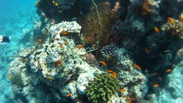 Riff Süd Ari Atoll смотреть онлайн
