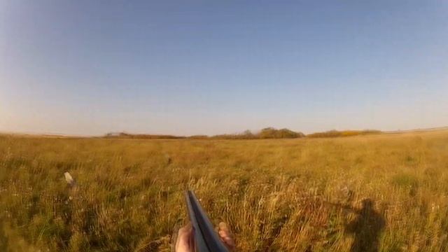 Gopro upland game bird hunting смотреть онлайн