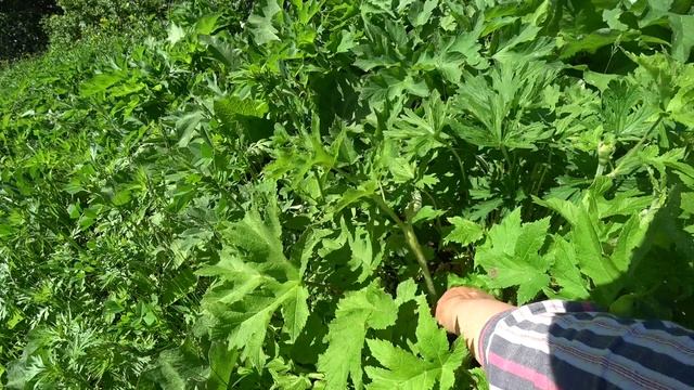 Андроновские горы. Пермь. 13 июня 2022 2ч. смотреть онлайн