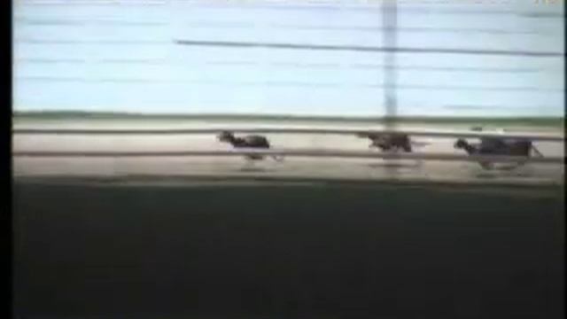 IGB - We Race Four Nights Every Week A5/A6 28/02/2020 Race 1 - Shelbourne Park смотреть онлайн