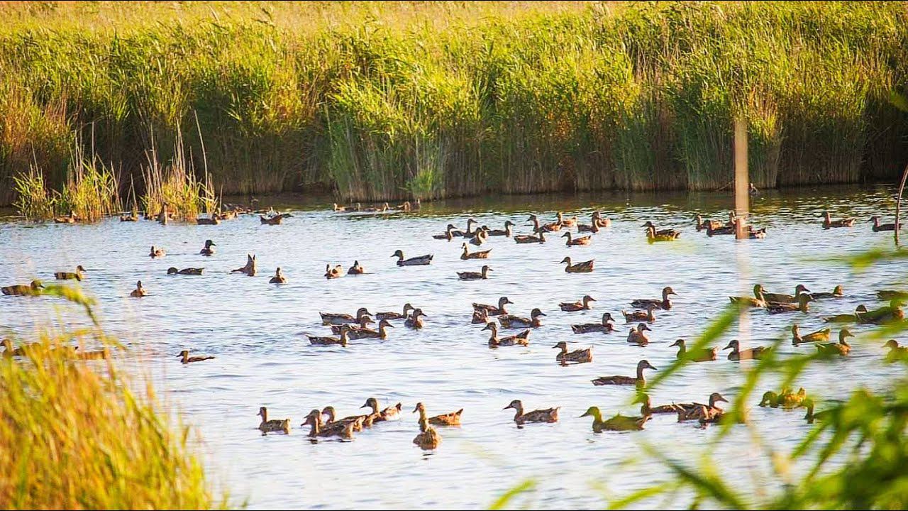 НАЙДЕН РАЙ ОХОТНИКА, ТАМ ГДЕ ТЫСЯЧИ УТОК. Забрался в ЗАТЕРЯННЫЙ МИР. Охота на утку. смотреть онлайн