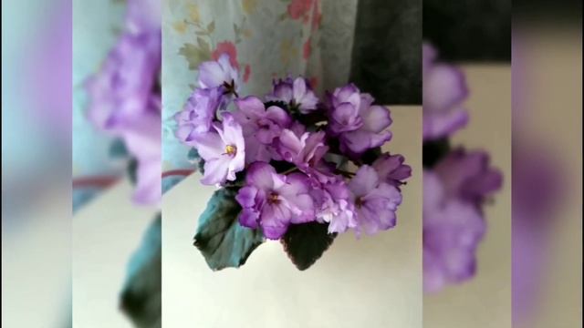 УХОД ЗА ФИАЛКАМИ В ДОМАШНИХ УСЛОВИЯХ. смотреть онлайн