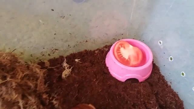 Пересиляю улиток!)Как обустроить контейнер ахатин? смотреть онлайн