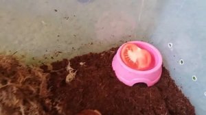 Пересиляю улиток!)Как обустроить контейнер ахатин?