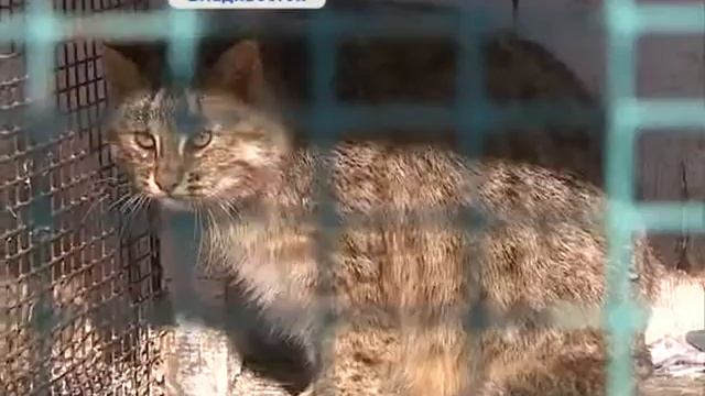 Сибирские ученые скрестили дальневосточного лесного кота с домашней кошкой смотреть онлайн