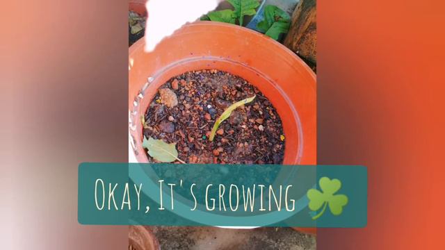 RARE & BEAUTIFUL SYNGONIUM MOJITO ( PROGRESS AFTER BUYING) смотреть онлайн